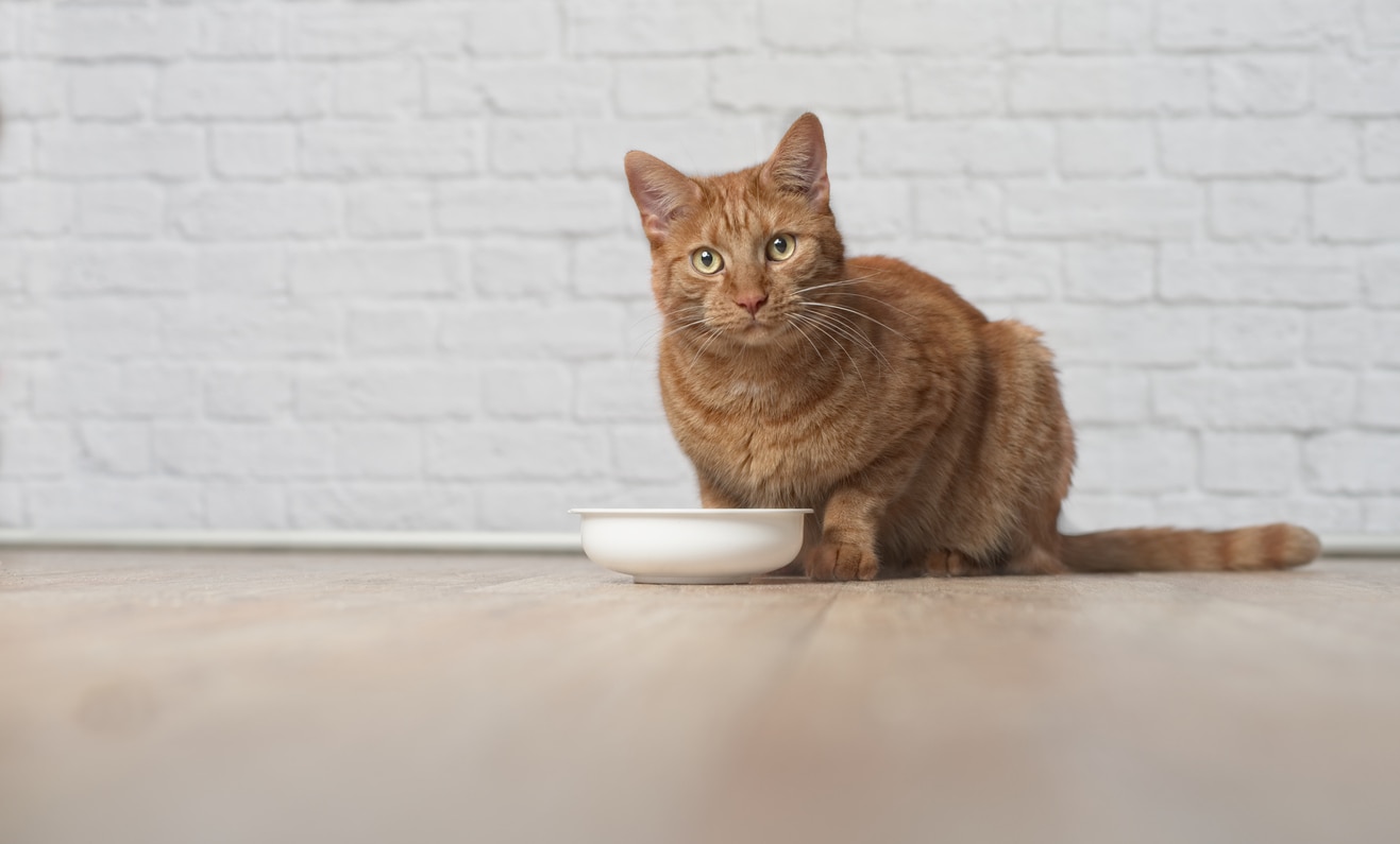 My Cat Won't Eat Alone Pet Central by Chewy
