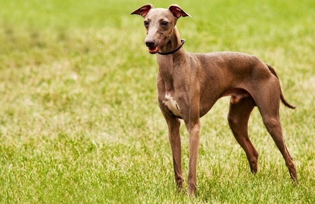 italian greyhound breed info