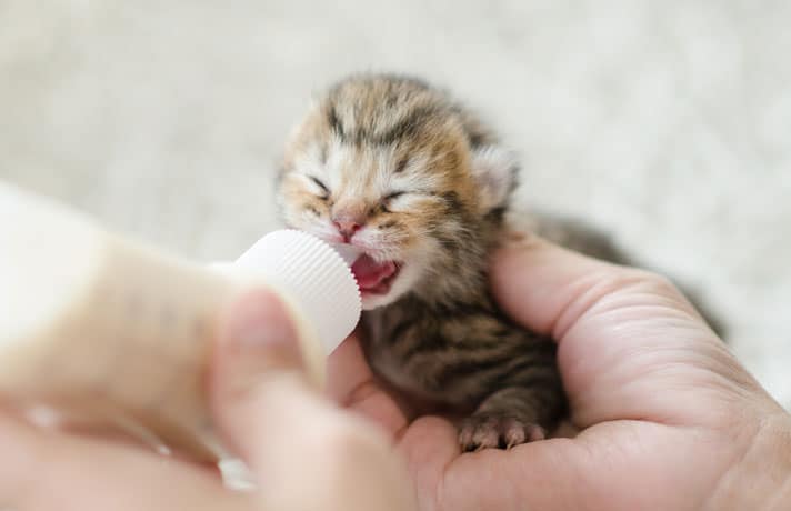 bottle feeding newborn kittens