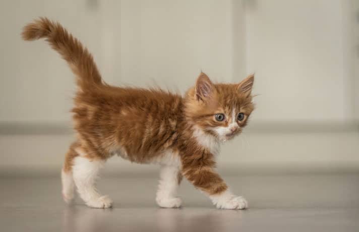 Remedies For Kitten Constipation