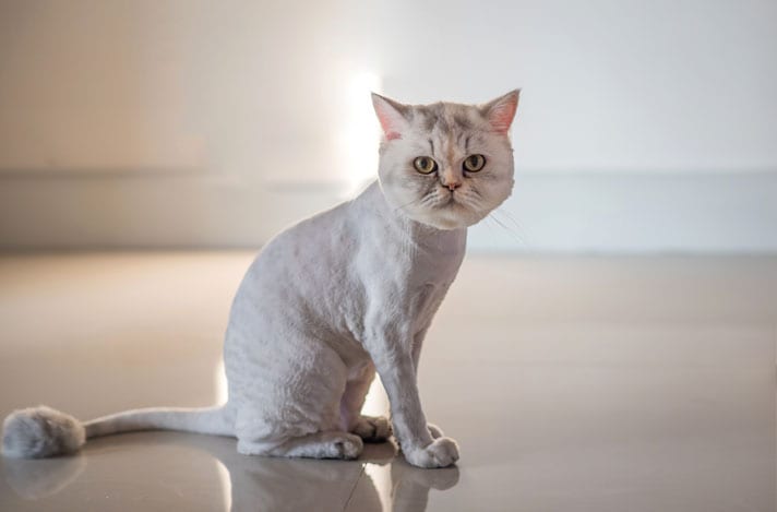 Lion Cut For Cats: Pros and Cons