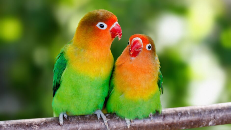 5 Things You Gotta Know About Lovebirds,Tequila Pineapple