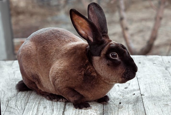 Meet The Mini Rex Rabbit