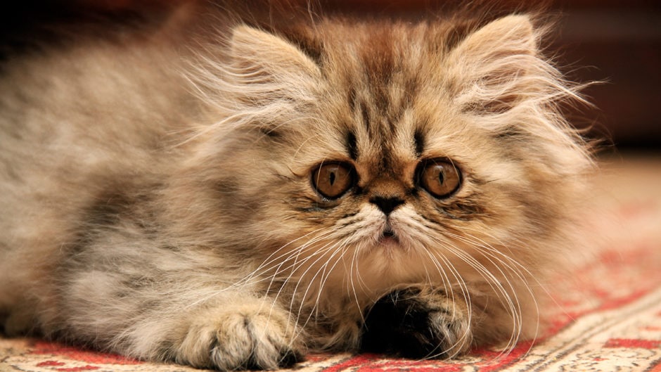 persian cat cats