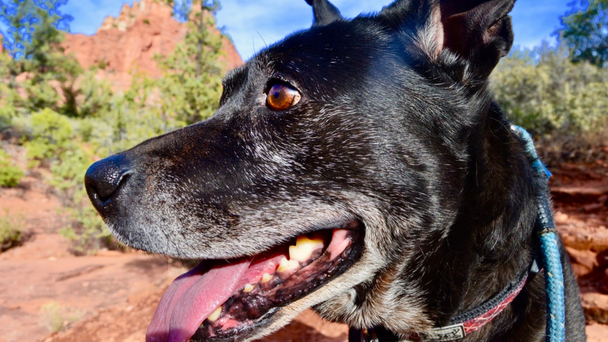 Where to Vacation With Your Dog: Dog-Friendly Sedona