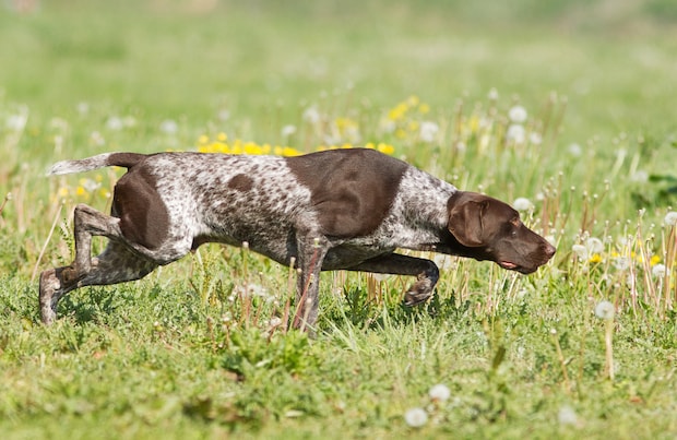 what kind of dog is a pointer