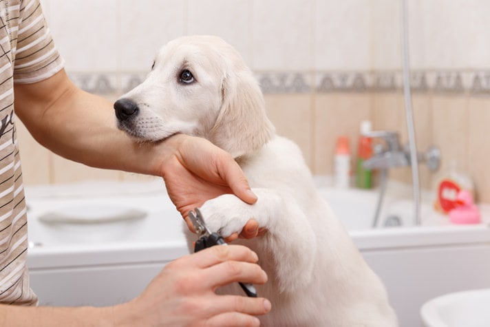 how to trim puppy nails