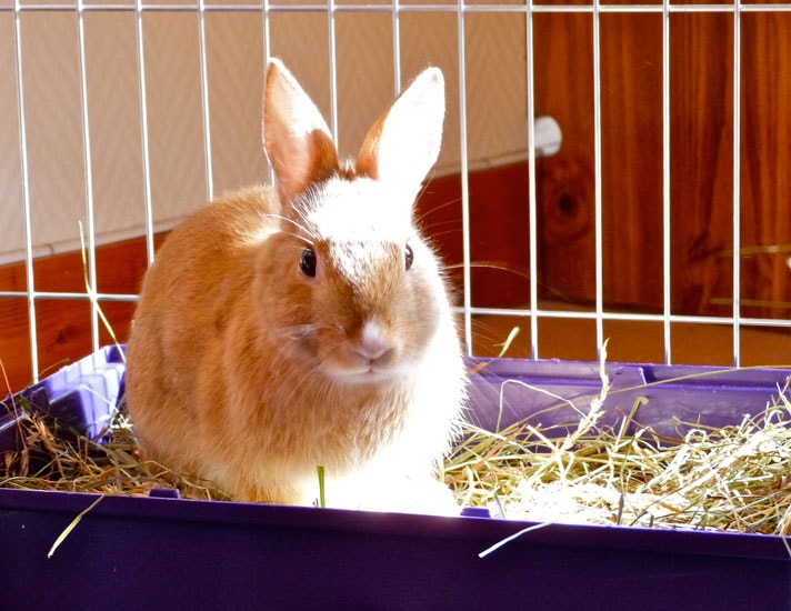 Tips For Cleaning Your Rabbit's Litter Box