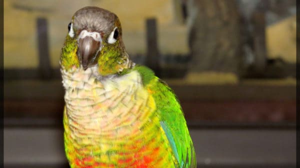 Is The Green Cheeked Conure The Perfect Pet Bird,Fried Dumplings