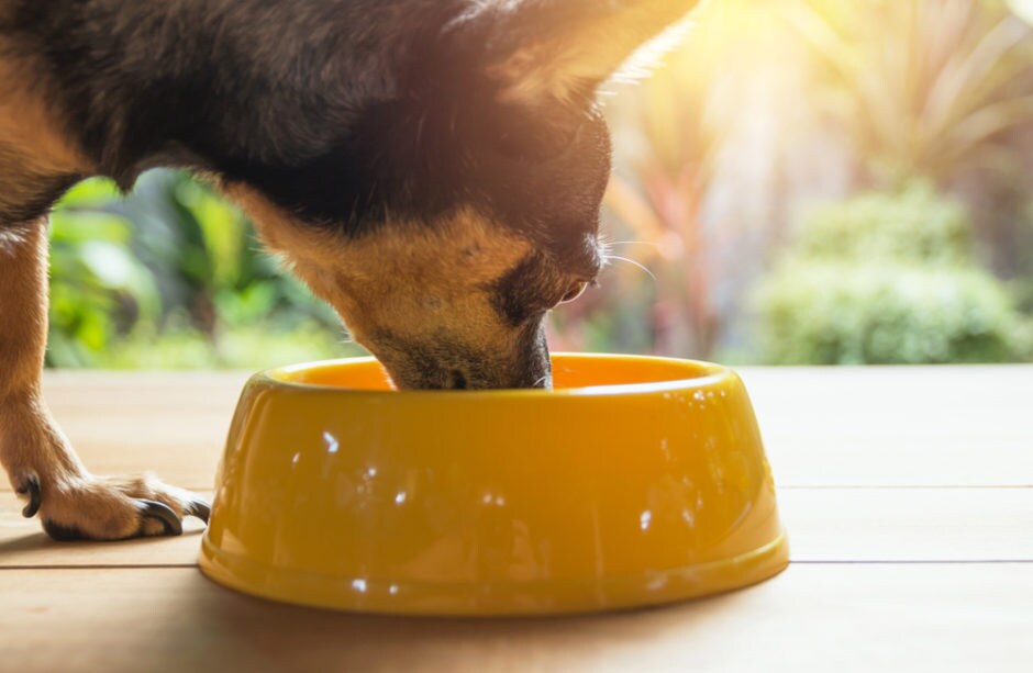 The Chihuahua's Special Dietary Needs