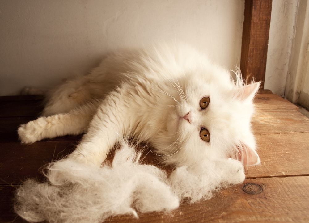 How To Manage Your Kitten’s Shedding