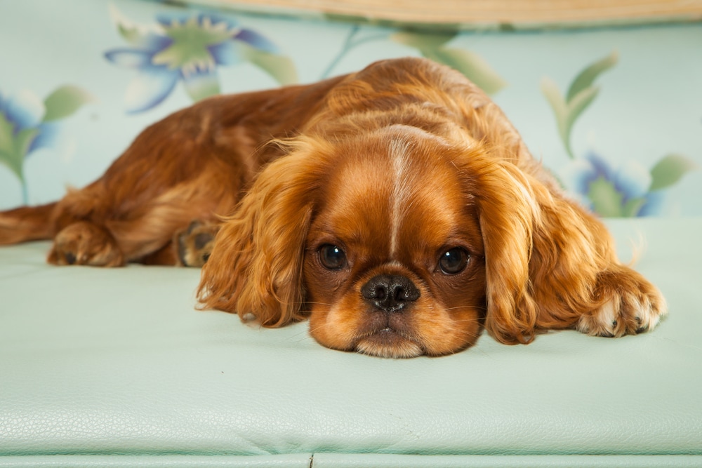 english toy spaniel puppy for sale