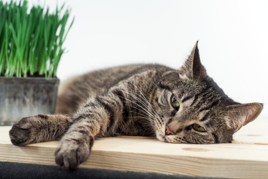 When Does Coughing Up Hairballs A problem For Your Cat?