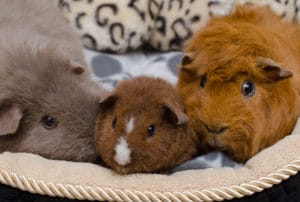 will guinea pigs eat their babies