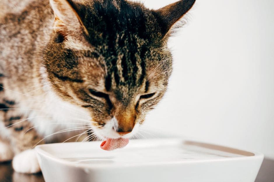 my cat not eating but drinking water