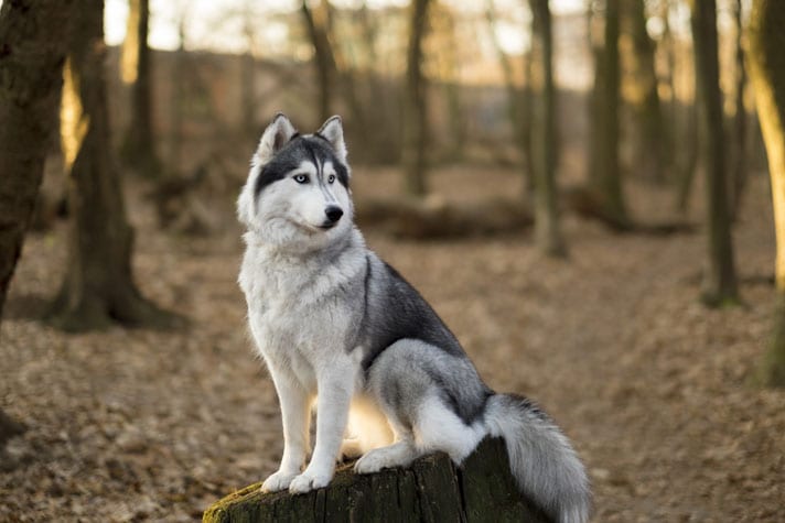 Training Secrets for Siberian Huskies