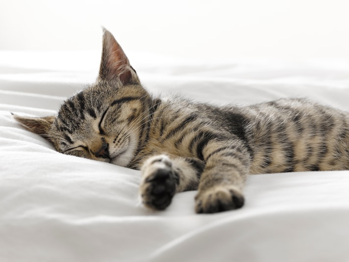 Where Should My Kitten Sleep?