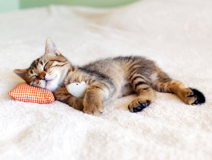 how much do newborn kittens sleep