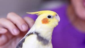 small pet birds