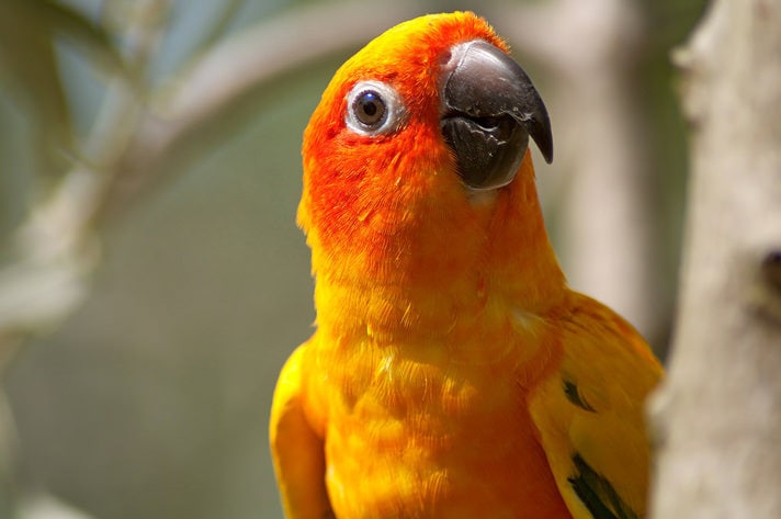 5 Things You Need To Know About Sun Conures,How To Make A Rag Quilt With Batting