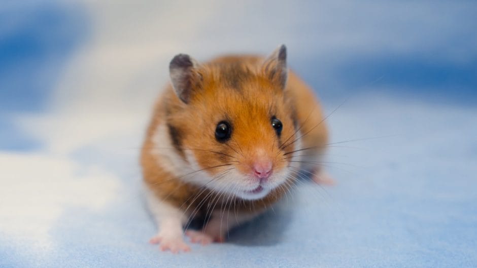 syrian hamster pets at home