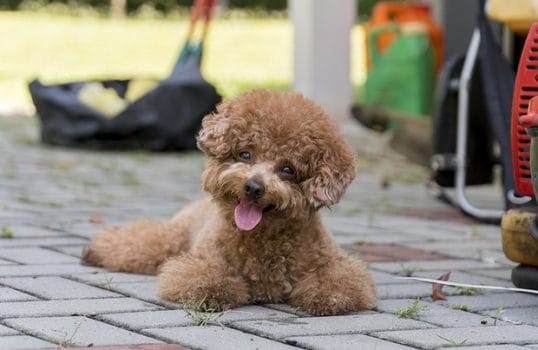pictures of toy poodles
