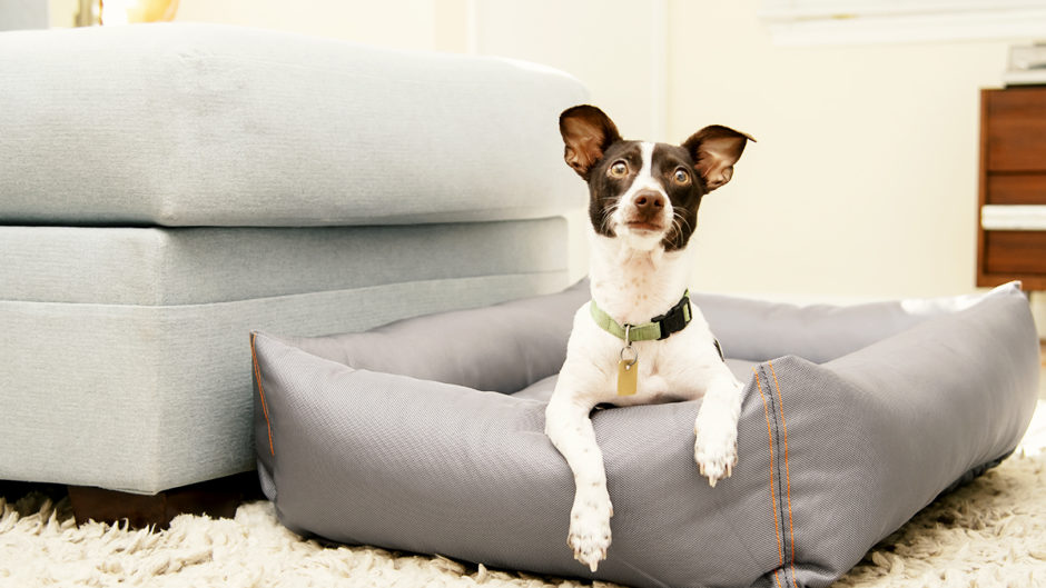 How To Keep Dogs Off Furniture