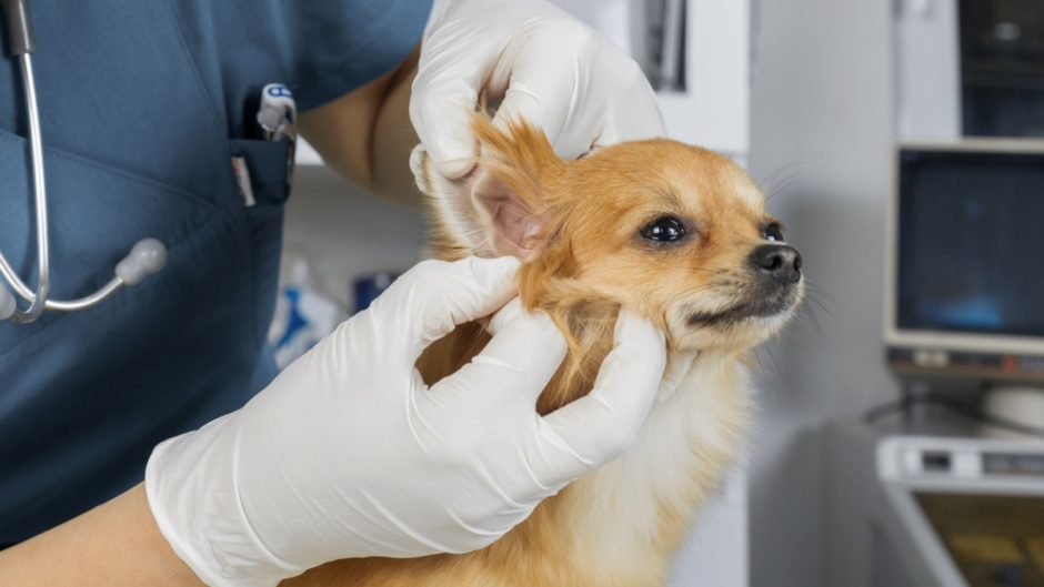 How To Treat Ear Mites In Dogs,How Often Do Puppies Poop At Night