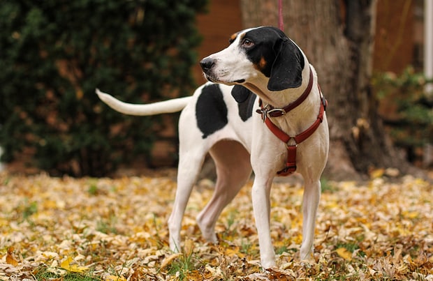 tri colored coonhound