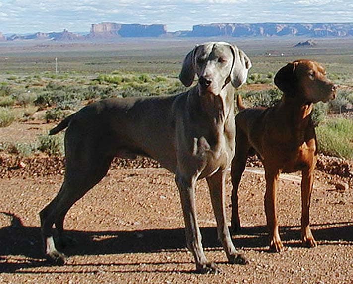 breed of hunting dog with a short sleek grey coat and short tail